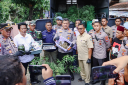 *Polres Jombang Bongkar Budidaya Ganja di Rumah Kontrakan,110 Batang Disita*