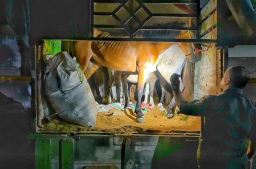 Karantina Jawa Timur Gagalkan Penyelundupan Enam Ekor Kuda Pacu di Pelabuhan Tanjung Wangi