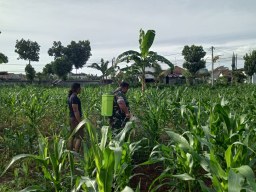 Sertu Purwanto Dampingi Petani Lakukan Penyemprotan Perangsang Daun Jagung