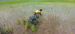Jaga Produktivitas, Serka Sudarlan Dampingi Petani Lakukan Penyulaman Padi