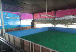 Bicara Fakta Bukan Kata Judi Sabung Ayam Sedati Kebal Hukum