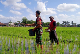 Sukseskan Ketahanan Pangan Nasional, Serma Rony Bantu Petani Tebar Pupuk