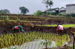 Aksi Kopda Bangkit Dampingi Petani di Desa