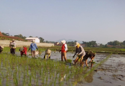 Perkuat Ketahanan Pangan, Koptu Riyadi Konsisten Dampingi Petani Desa Binaan