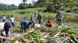 Dukung Ketahanan Pangan, Anggota Satgas TMMD Bantu Warga Panen Jagung