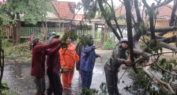 Cuaca Ekstrem Terjang Surabaya, Pohon Tumbang Tutup Akses Jalan di Tambaksari