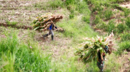 Wujud Kemanunggalan, Satgas TMMD Ke 127 Kodim 0808 Bantu Warga Panggul Pakan Ternak Dari Kebun