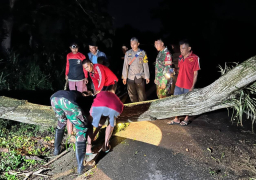 TNI-Polri Sigap Evakuasi Pohon Tumbang Akibat Cuaca Ekstrem di Trenggalek.