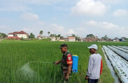 Antisipasi Serangan Ulat dan Belalang, Serda Andri Dampingi Petani Semprot Hama