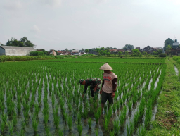 Babinsa Sananwetan Dampingi Petani Penyiangan Gulma Di Lahan Pertanian