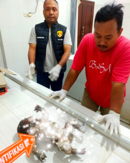 Warga di gegerkan dengan Penemuan sesosok mayat laki-laki di aliran sungai desa kembiritan , genteng-banyuwangi