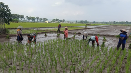 Dukung Ketahanan Pangan Nasional, Serma Agus Dampingi Petani Tanam Padi