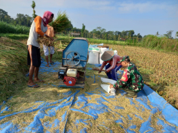 Sinergi TNI dan Petani, Panen Padi di Desa Gledug Berlangsung Guyub dan Produktif