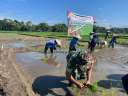 Ikuti Tanam Padi Serentak Se-Jatim, Babinsa Butun Bersama Forkopimda Perkuat Swasembada Pangan