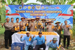 Wujudkan Ketahanan Pangan, Polres Pelabuhan Tanjung Perak Panen Raya Jagung Kuartal II Tahun 2026