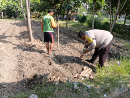 Polsek Jambangan dan Warga Tanam Jagung di Lahan BTKD untuk Ketahanan Pangan Surabaya