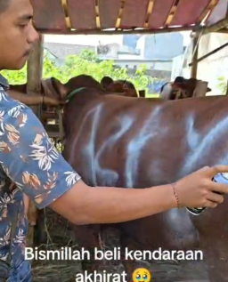 Ahmad Farhan Walidina Idul Adha Tahun Ini Berkurban Sapi di Wagir Malang, Warga Sambut Penuh Antusias