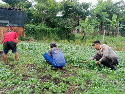 Dukung Ketahanan Pangan, Polres Pelabuhan Tanjung Perak Panen Tanaman holtikultura di Tambak Wedi