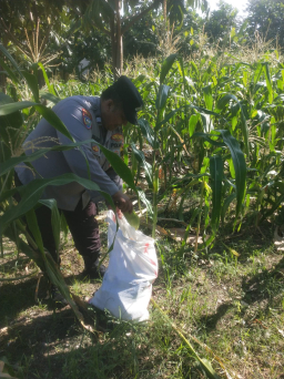 Polsek Jambangan dan Warga Melaksanakan Panen Jagung di Lahan BTKD untuk Ketahanan Pangan Surabaya