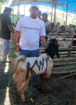Sambut Idul Adha 1447 H, Ketua Umum KWI Umar Hayat Beli Kambing Kurban