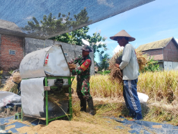 Wujud Nyata, Babinsa Sananwetan Bantu Panen Padi Dukung Ketahanan Pangan Nasional