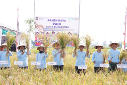 Sinergi Muspida Kota Blitar dalam Panen Raya, Wujudkan Kemandirian Pangan Daerah