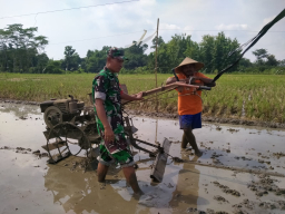 Di Balik Gemuruh Traktor, Babinsa Sukodono Hadir Bantu Petani Siapkan Musim Tanam