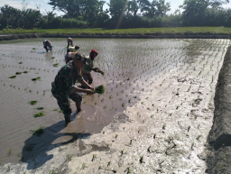 Wujud Ketahanan Pangan, Babinsa Rembang Dampingi Petani Tanam Padi Di Sananwetan