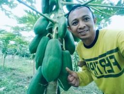 Sosok Eko Siswanto, Petani Pepaya California yang Sukses dan Energik dari Dusun Polean