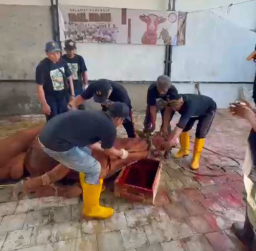KOMPAK Surabaya Bagikan 1.000 Paket Daging Kurban dengan Kemasan Ramah Lingkungan
