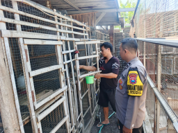 Ketahanan Pangan | Polsek Rungkut Dukung Peternak Ayam Petelur, Perkuat Kemandirian Pangan Warga Surabaya