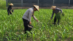 Pak Bhabin Penggerak Ketahanan Pangan, Dampingi Petani Jagung di Kota Malang