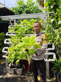 Kapolsek Genteng Bersama Warga Petik Hasil Budidaya Pokcay di Kampung Hidroponik