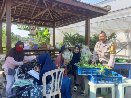 Bhabinkamtibmas Perak Barat Monitoring Ketahanan Pangan dan Panen Hidroponik di KWT Dorang Cinta