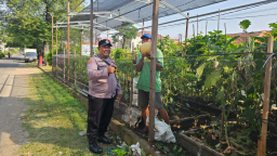 KETAHANAN PANGAN | Lahan Bantaran Sungai Disulap Jadi Kebun Produktif, Warga Kertajaya Siap Panen Melon Murah untuk Masy