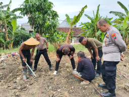 Polres Tanjung Perak Bersama PPL Intensifkan Pengecekan pH Tanah Lahan Jagung Kenjeran
