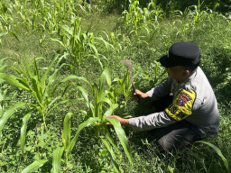 Tanaman Jagung Usia 25 Hari Dipantau Polisi, Polsek Ranuyoso Dukung Swasembada Pangan