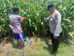 Dukung Asta Cita Presiden, Polsek Yosowilangun Tinjau Langsung Perkembangan Lahan Jagung Warga