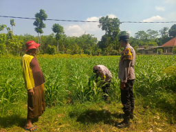 Polisi Sambangi Petani Jagung di Pandanarum, Ajak Tingkatkan Hasil Panen