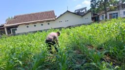 Polsek Jatiroto Pantau Pertumbuhan Jagung, Dukung Program Ketahanan Pangan Nasional