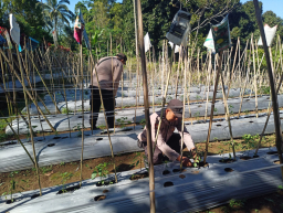 Sinergi Polri dan Petani: Langkah Nyata Polsek Gucialit Dorong Ketahanan Pangan