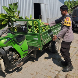 Panen Buah, Polres Pelabuhan Tanjung Perak Perkuat Ketahanan Pangan Lewat Hortikultura Pisang