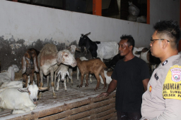 Dukung Ketahanan Pangan, Bhabinkamtibmas Polsek Pakal Sambangi Peternak Kambing di Sumberrejo