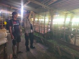 Dukung Ketahanan Pangan, Bhabinkamtibmas Kelurahan Pakal Sambangi Peternak Kambing Etawa