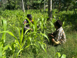 Wujudkan Ketahanan Pangan Nasional, Polsek Ranuyoso Dampingi Petani Jagung Desa
