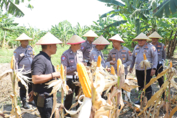 Dukung Asta Cita Presiden, Polres Pelabuhan Tanjung Perak Panen 815 Kg Jagung Pipil di Kenjeran