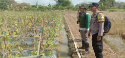 Polsek Lakarsantri Dampingi Petani Bangkingan, Dorong Ketahanan Pangan Meski Hadapi Hama