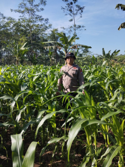 Bhabinkamtibmas Polsek Kedungjajang Dampingi Petani Perkuat Ketahanan Pangan