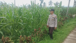 Lewat Bhabinkamtibmas, Polsek Pronojiwo Kawal Produktivitas Jagung di Dusun Mulyoarjo