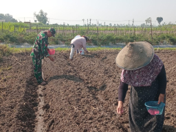 Wujudkan Ketahanan Pangan, Babinsa Pikatan Turun Ke Sawah Dampingi Petani Tanam Jagung
